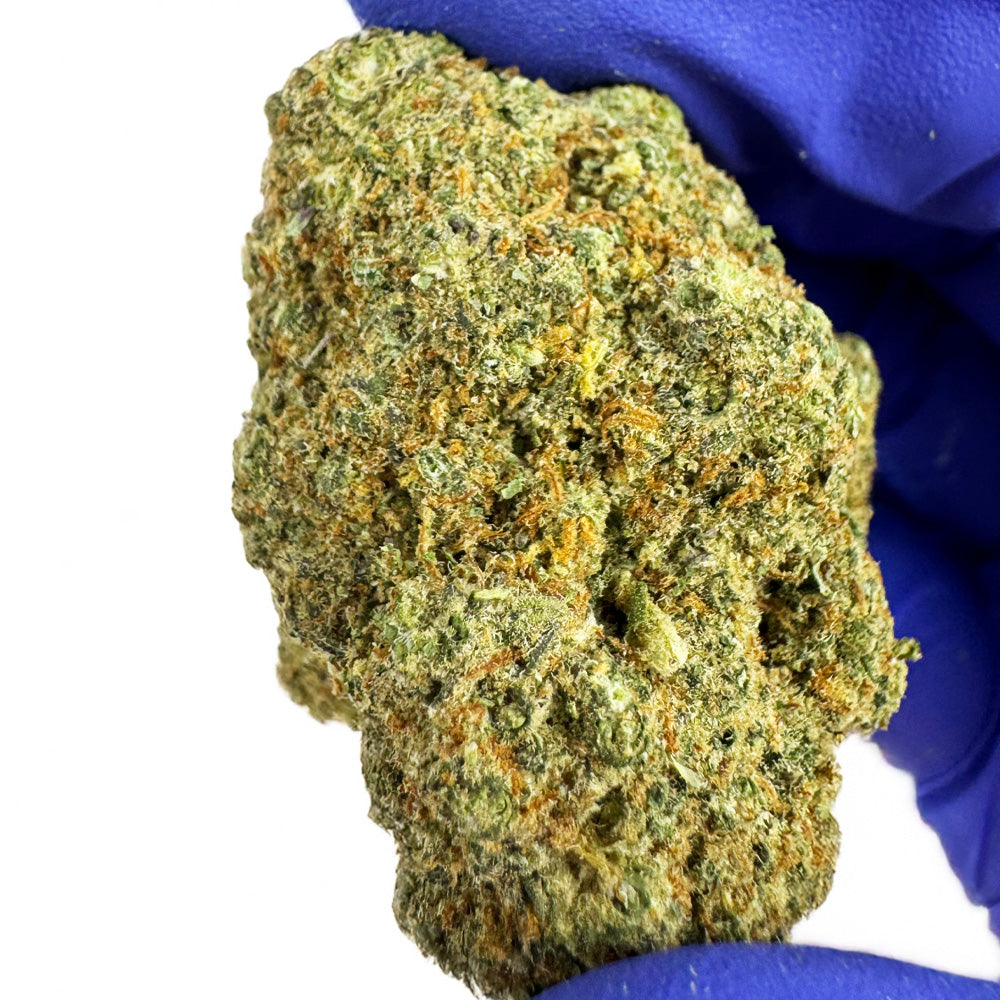 Rainbow X GP3 CBD – uprawa indoor