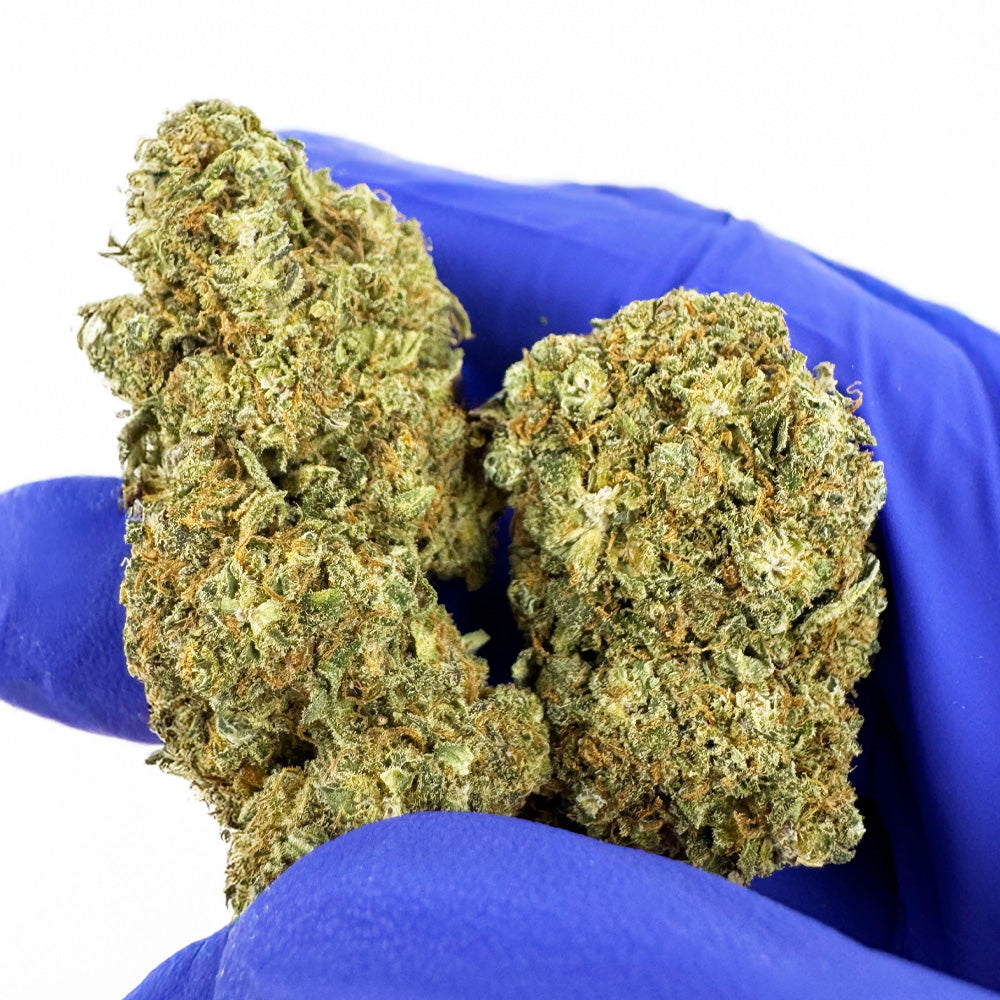 Strawberry Cough CBD – Indoor