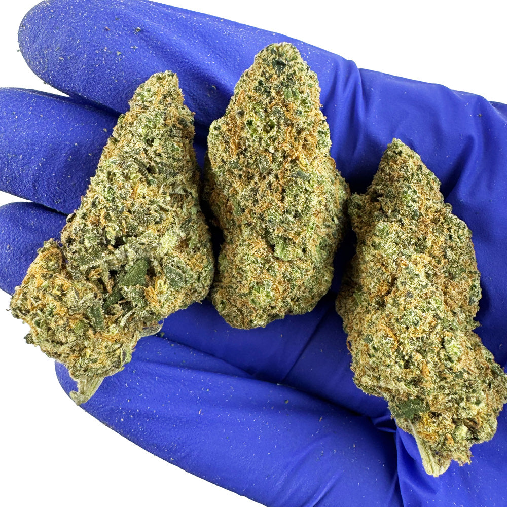 Sunset Sherbert CBD - Interior