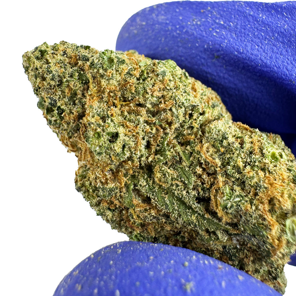 Sunset Sherbert CBD - Interior