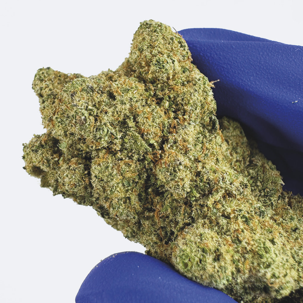 Watermelon CBD - Hidroponía Cali