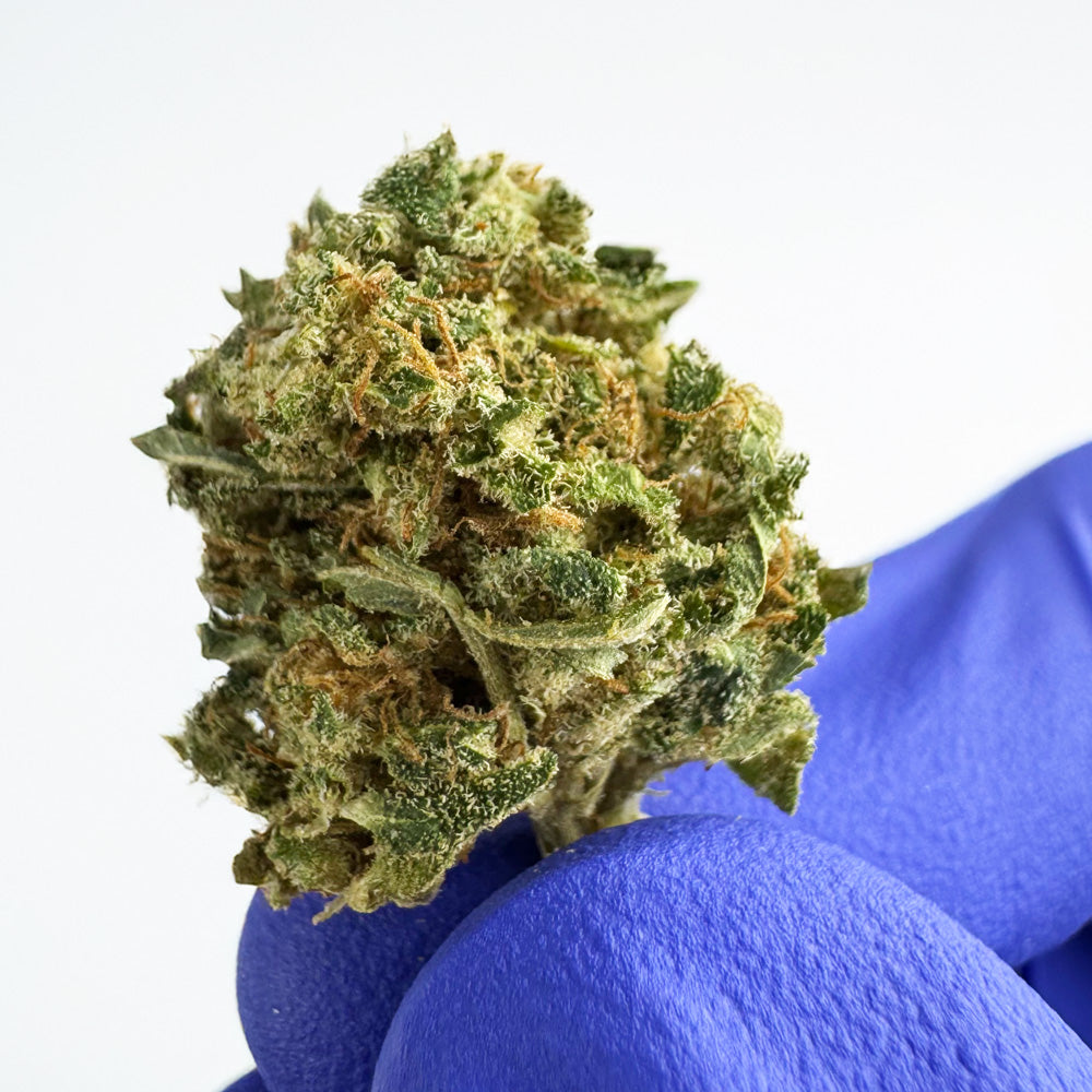 Small Buds Amnesia Core Cut - Híbrido