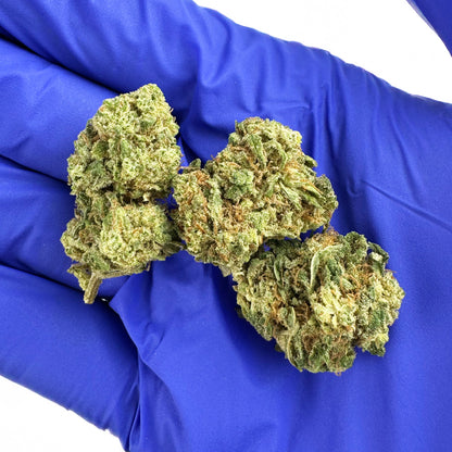 Små knoppar Amnesia Core Cut – Hybrid