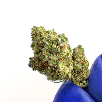 Small Buds Apple Pie - Interior