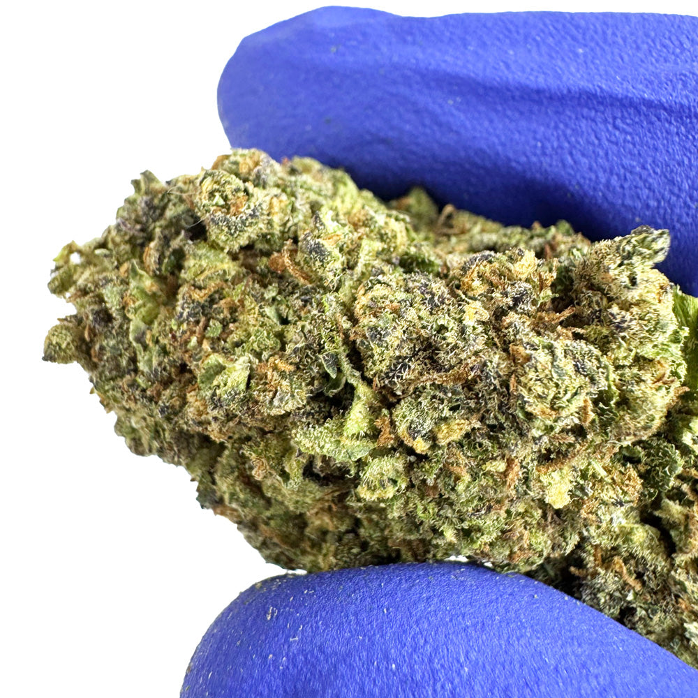 Blueberry Muffin #B2 CBD - Indoor