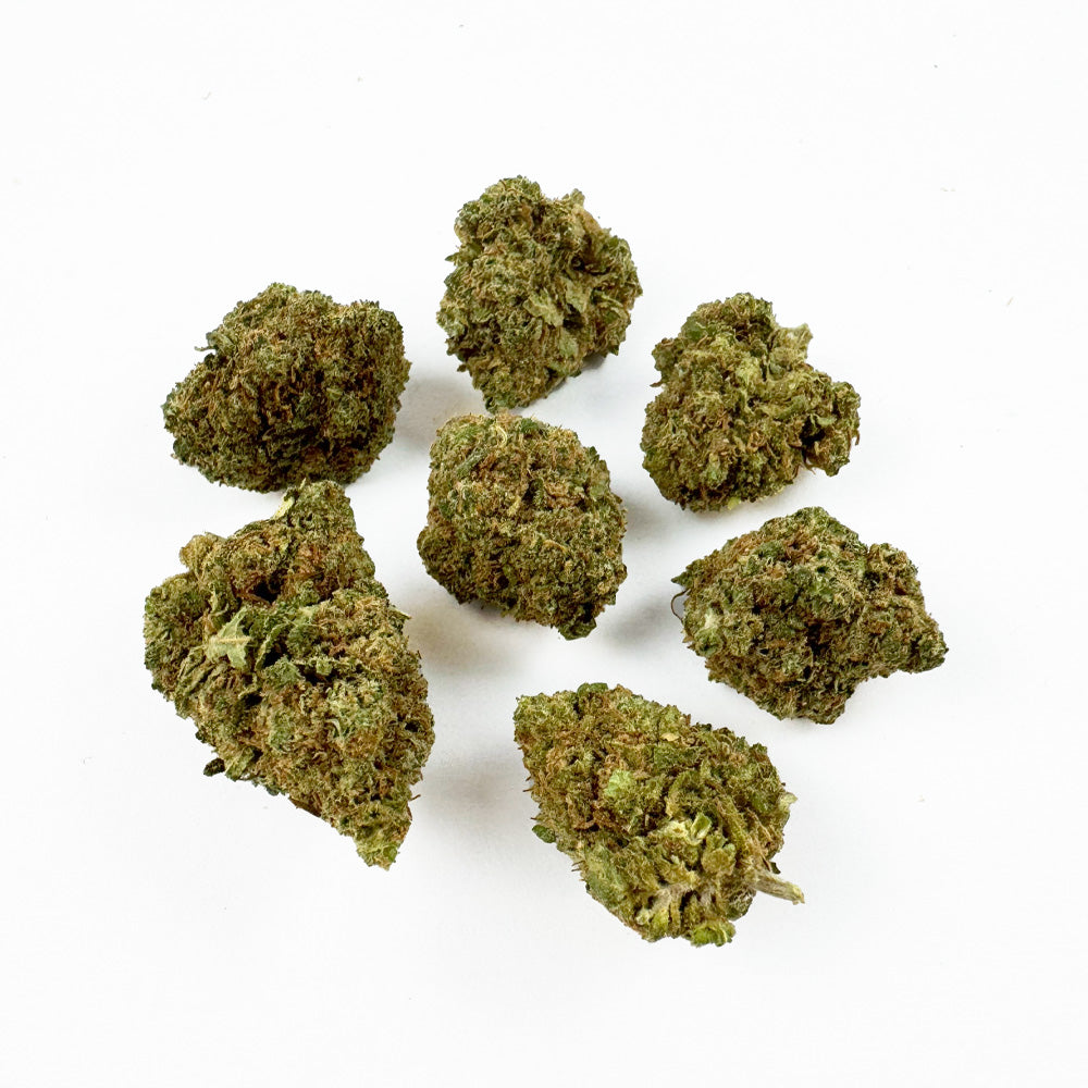 Kleine Blüten „Blueberry Muffin“ – Indoor