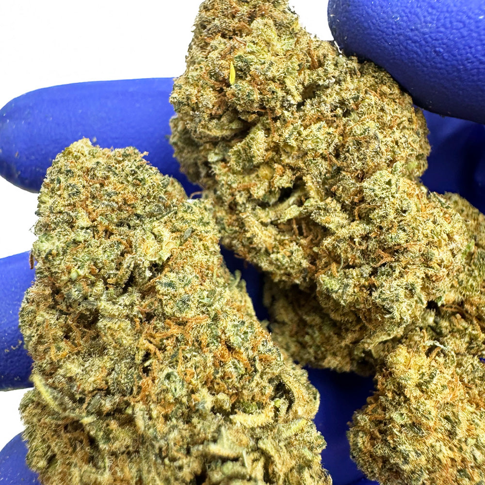 Banana Kush CBD - Indoor