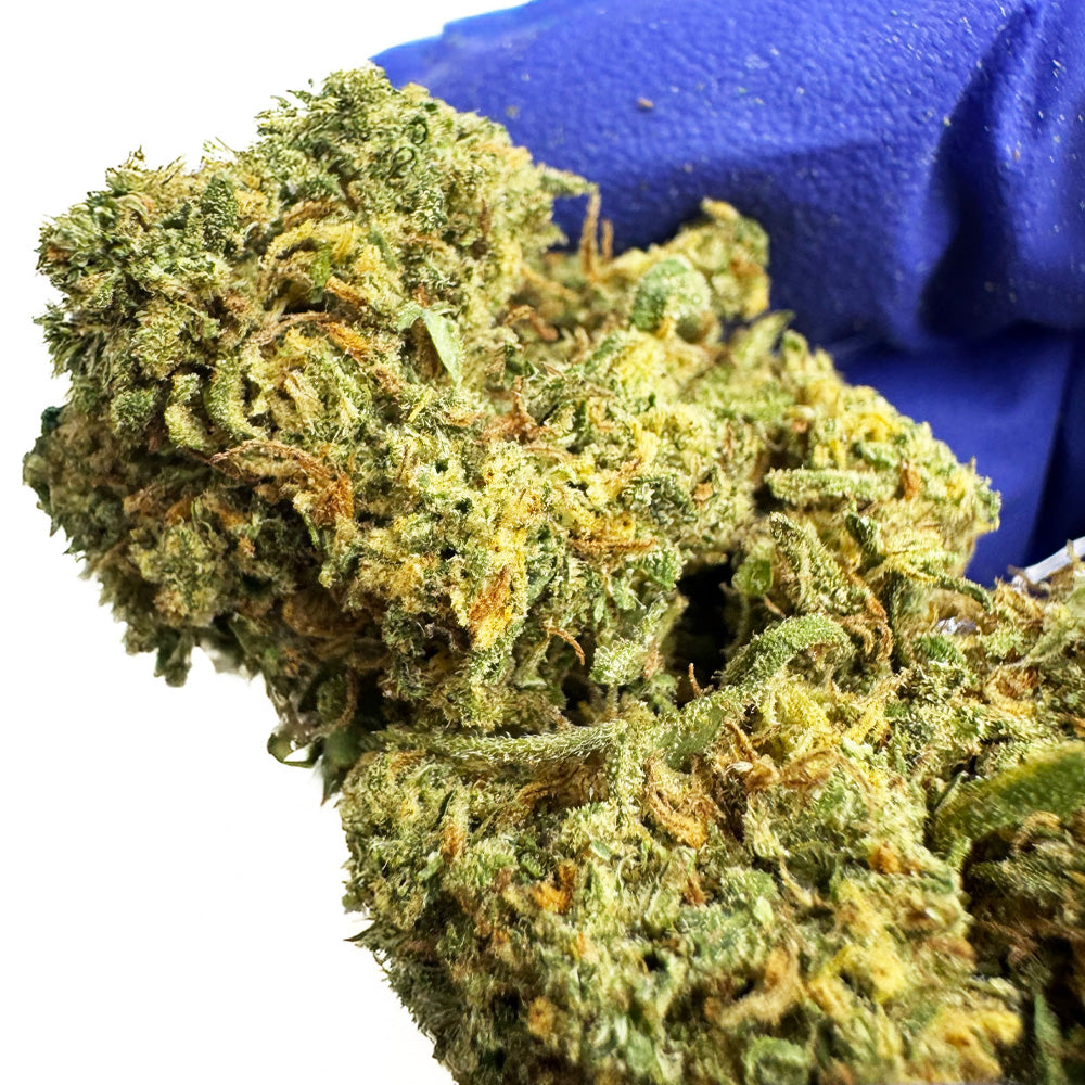 Banana Cream CBD - Indoor