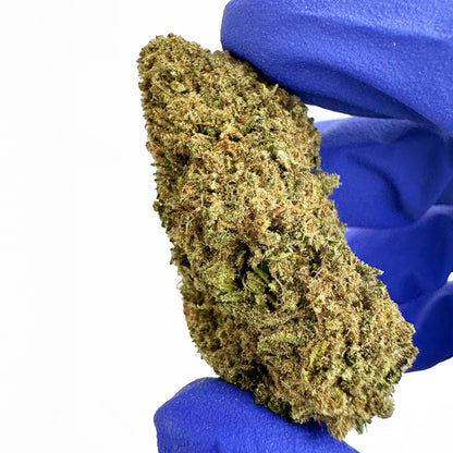Cake Berry - US Hybrid — Photo 5