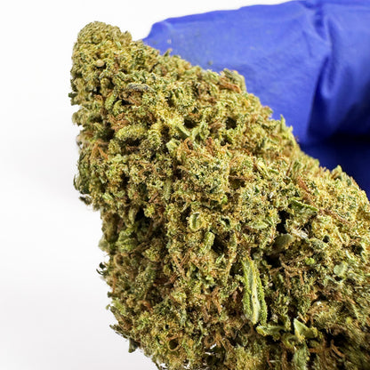 Candy Melon - Glasshouse