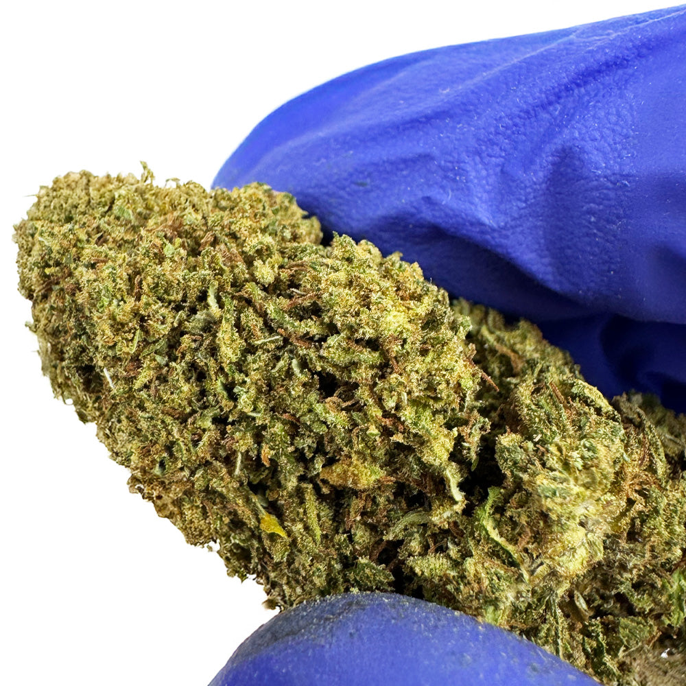 Candy Melon - Glasshouse