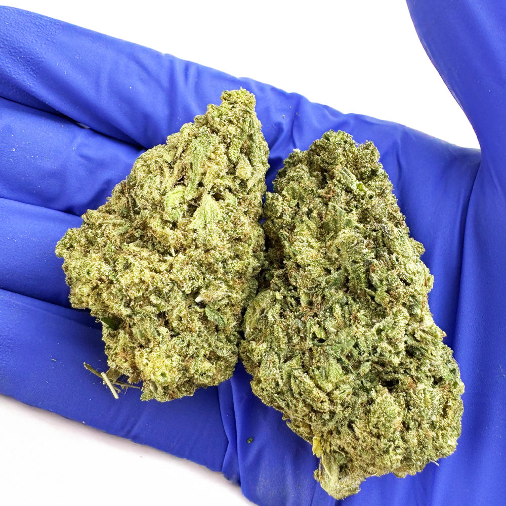 Candy Rain - Híbrido de EE. UU.