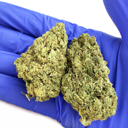 Candy Rain - US Hybrid