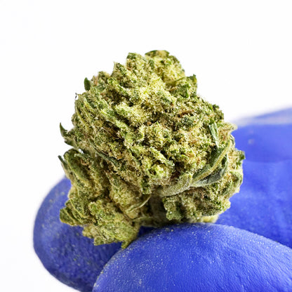 Små knoppar Candy Rain – Hybrid