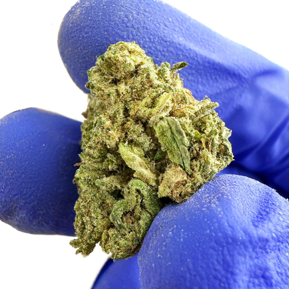 Små knoppar Candy Rain – Hybrid