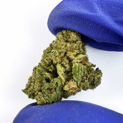 Små knoppar Candy Rain – Hybrid