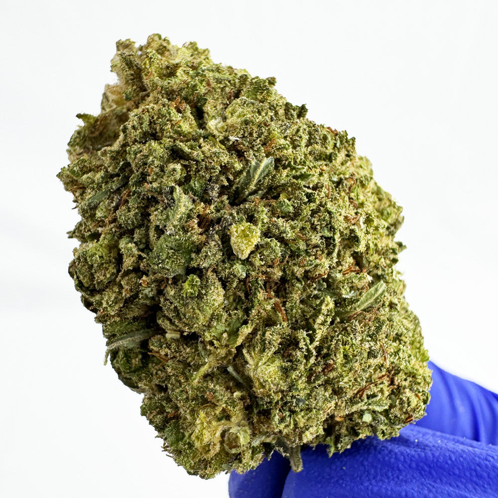 Candy Rain - Hybride USA — photo 4