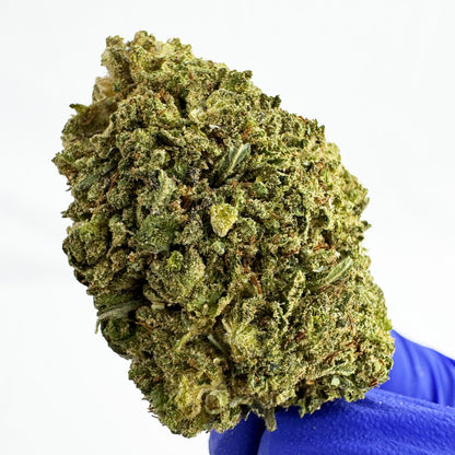 Candy Rain - Hybride USA — photo 4
