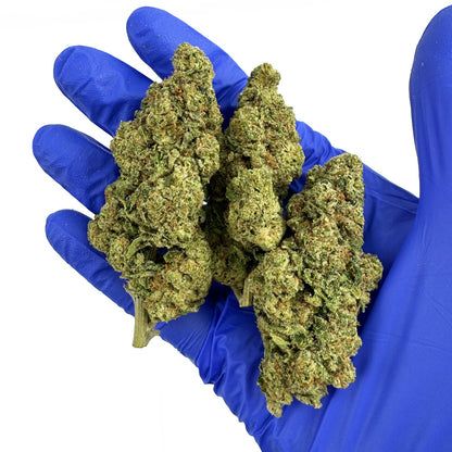 Captain Crunch - Indoor Elite USA — photo 5