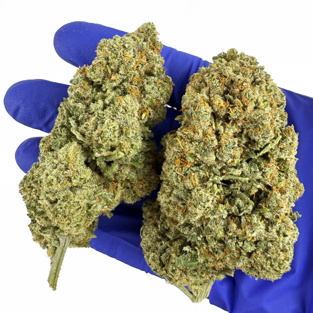 Cookies Cream CBD – pěstované v interiéru