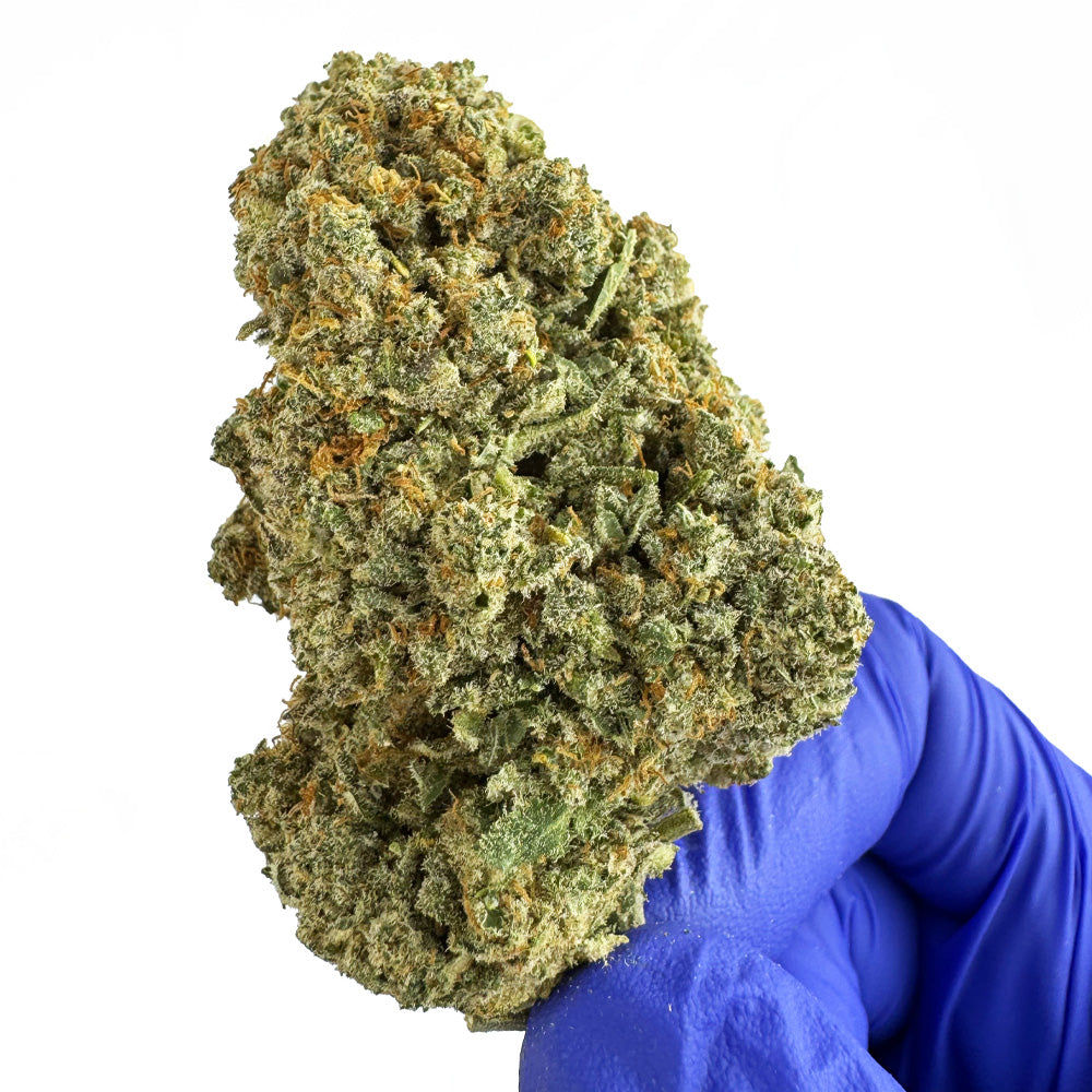 Cookies Cream CBD – pěstované v interiéru
