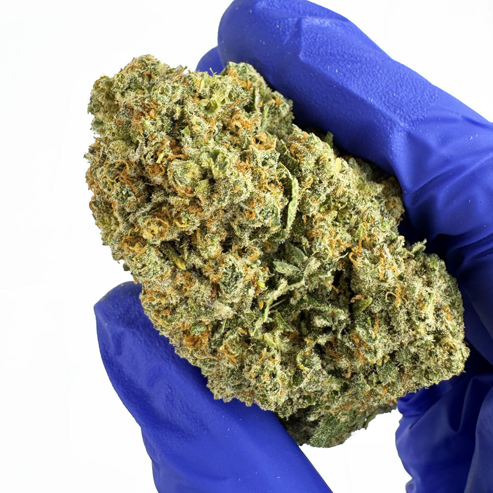 Cookies Cream CBD – pěstované v interiéru