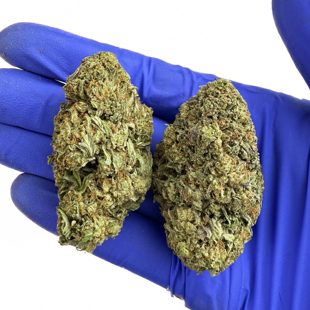 Critical - Híbrido EE. UU.