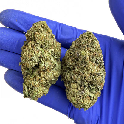 Critical – Hybrid USA