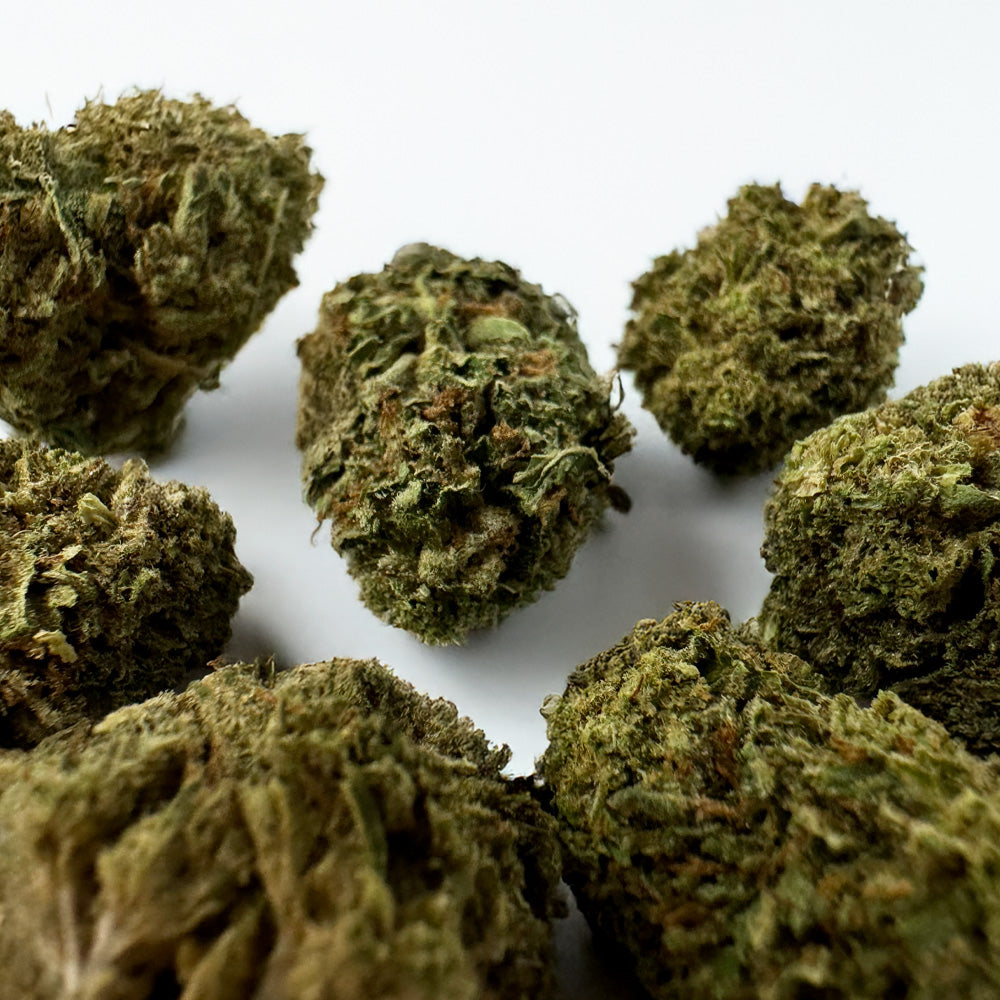 Small Buds Critical - Híbrido