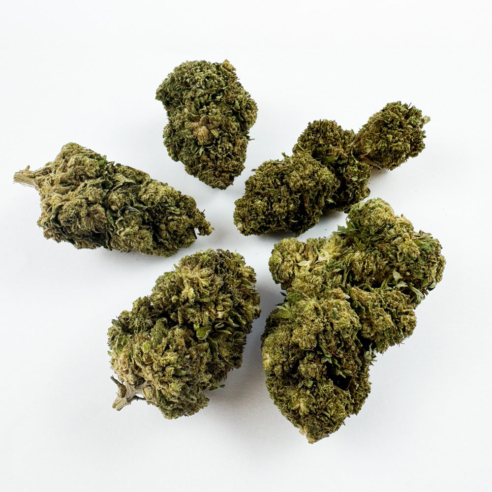 Critical – hybryda z USA — zdjęcie 3