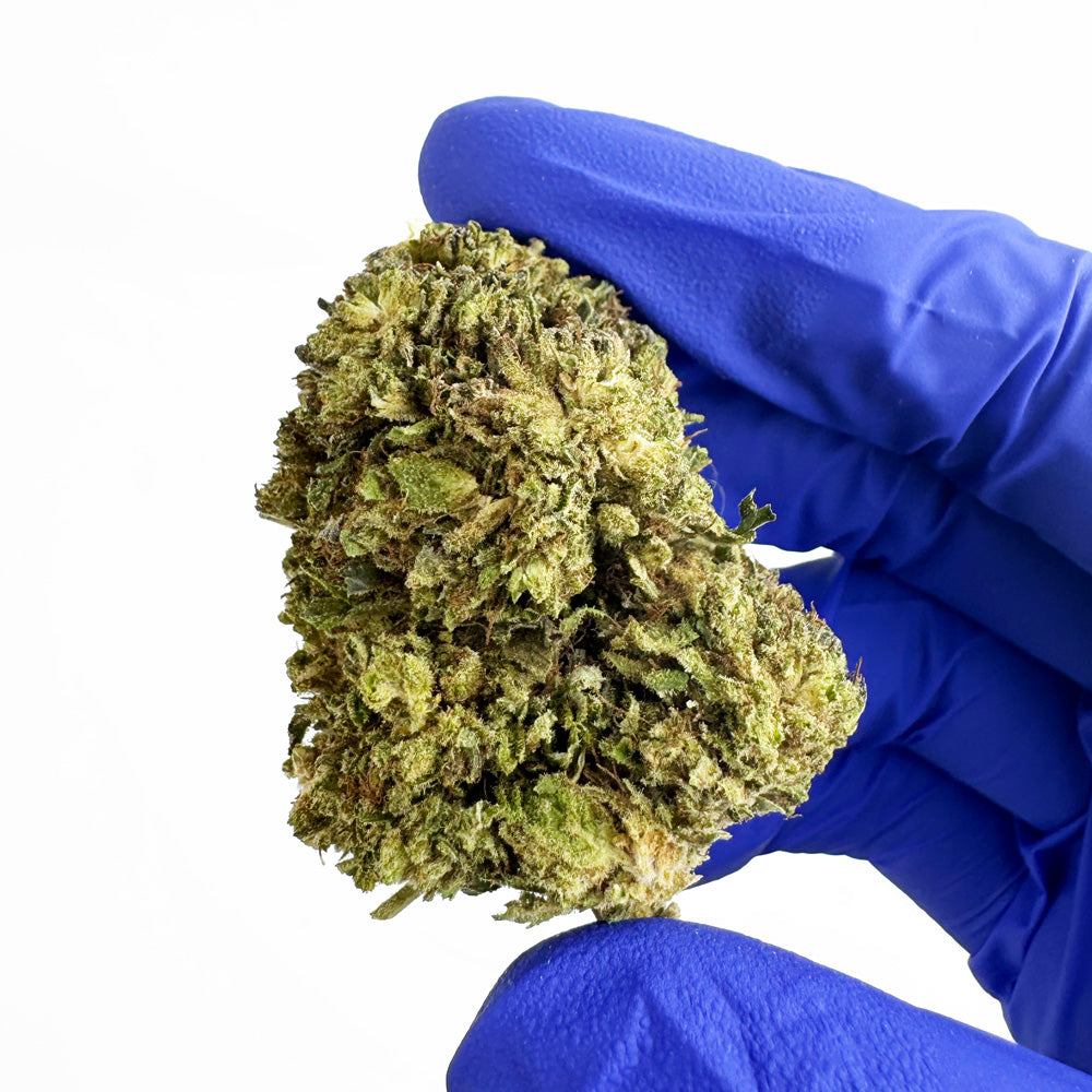 Critical – hybryda z USA — zdjęcie 4