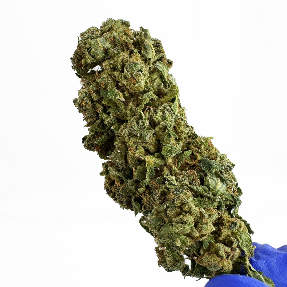 Tropical Haze - Glasshouse — foto 2