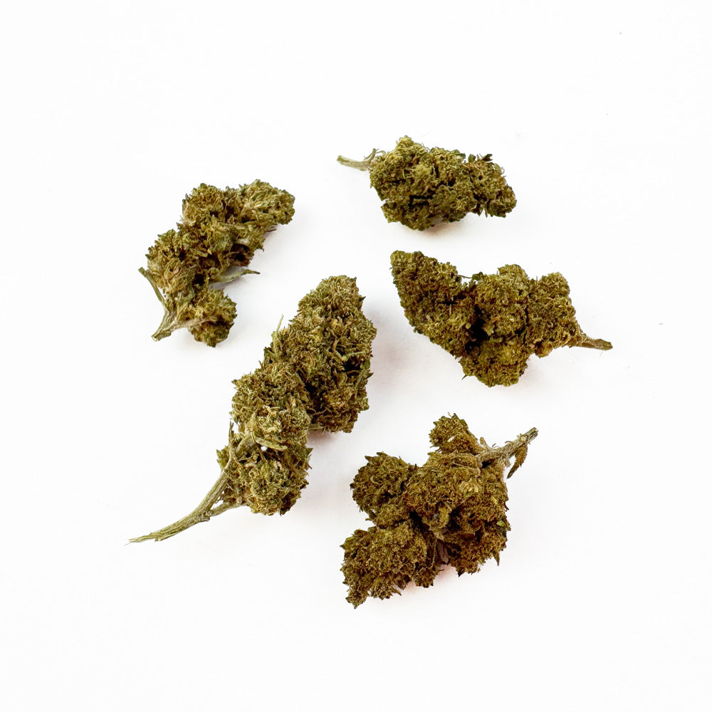 Malé pupeny Berry – skleník — foto 1