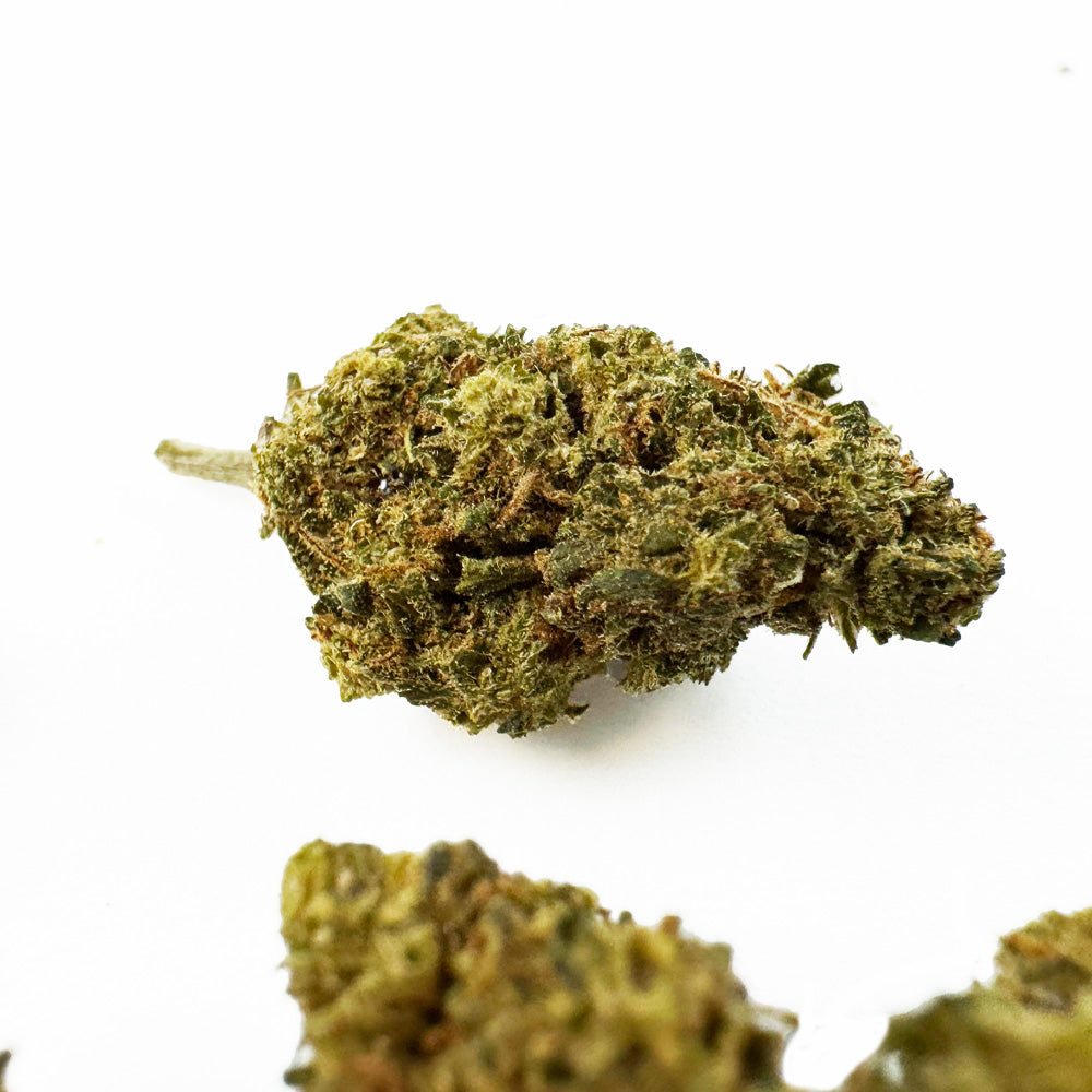 Malé pupeny Berry – skleník — foto 2