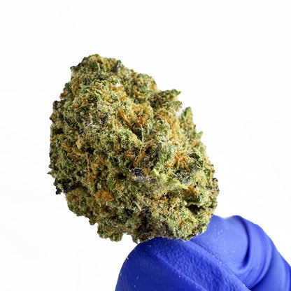 Fruity Pebbles - Indoor Elite USA — photo 4