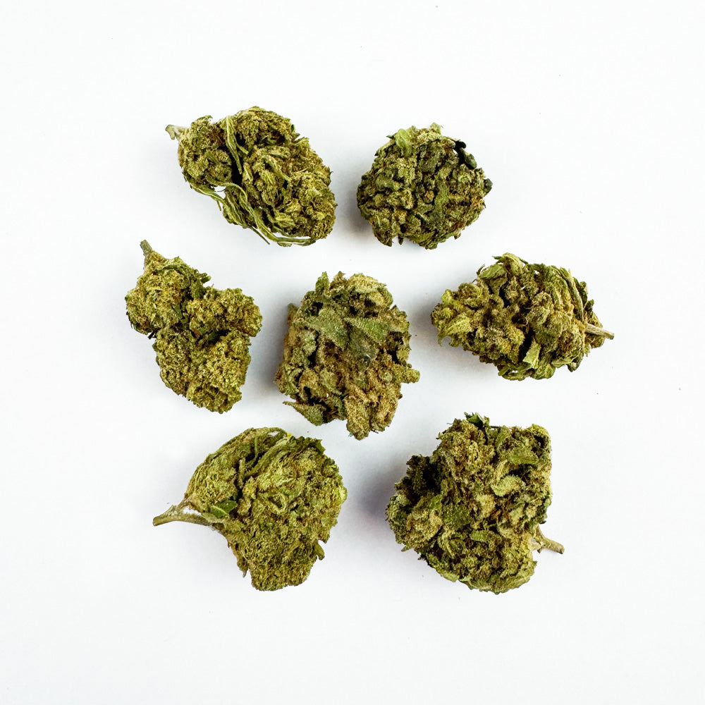 Small buds Gorilla Glue - Greenhouse