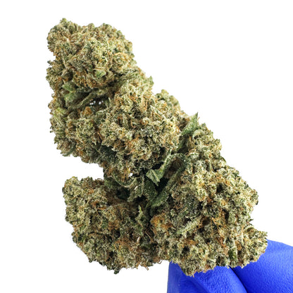 Guava Kush CBD – pěstování v interiéru — foto 5
