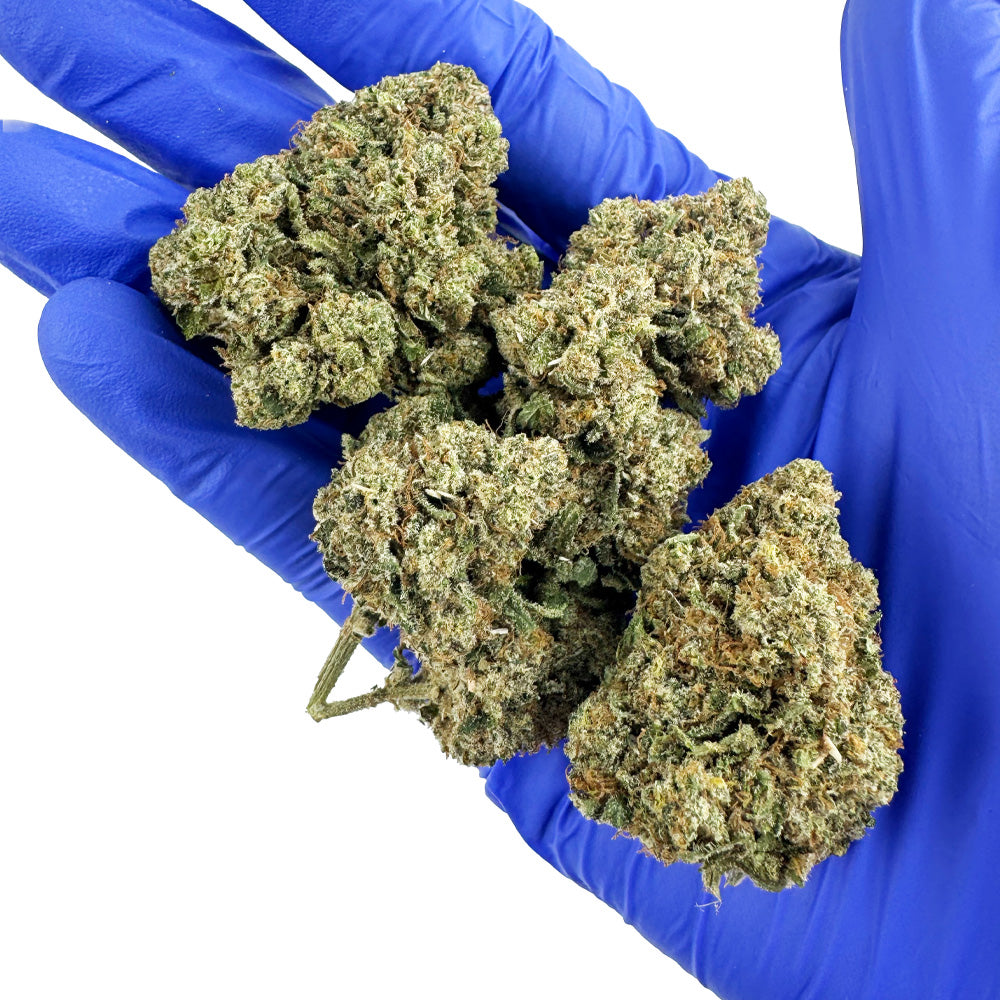 Guava Kush CBD – pěstování v interiéru — foto 6