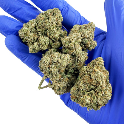 Guava Kush CBD – pěstování v interiéru — foto 6