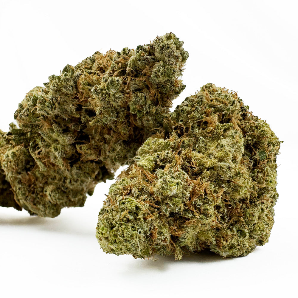 Gushers CBD – uprawa w pomieszczeniu — zdjęcie 2
