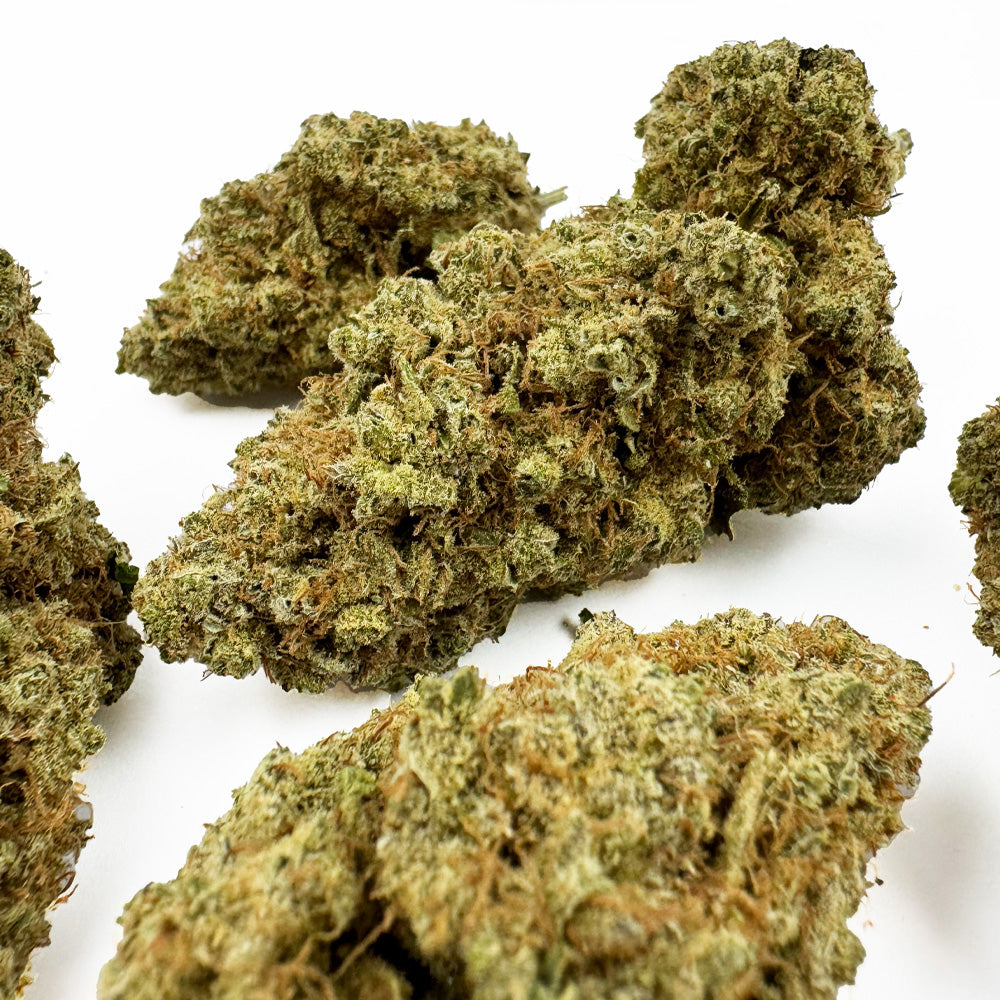 Gushers CBD – uprawa w pomieszczeniu — zdjęcie 4
