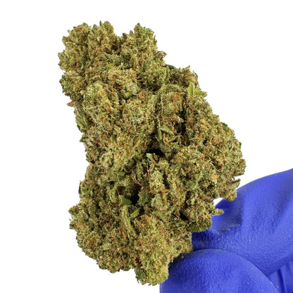 Harley Queen - Glasshouse