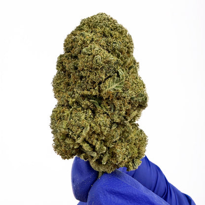 Ice Cream Cake CBD - Cali Hydroponics