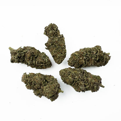 Jelly Cream – Indoor Elite USA — Foto 3