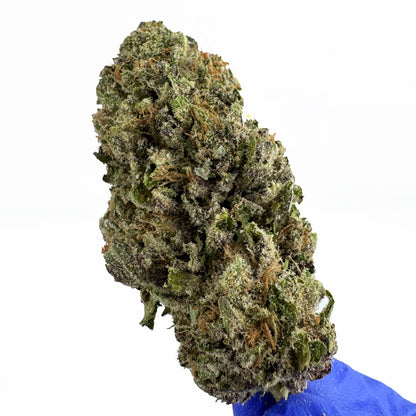 Jelly Cream – Indoor Elite USA — Foto 4