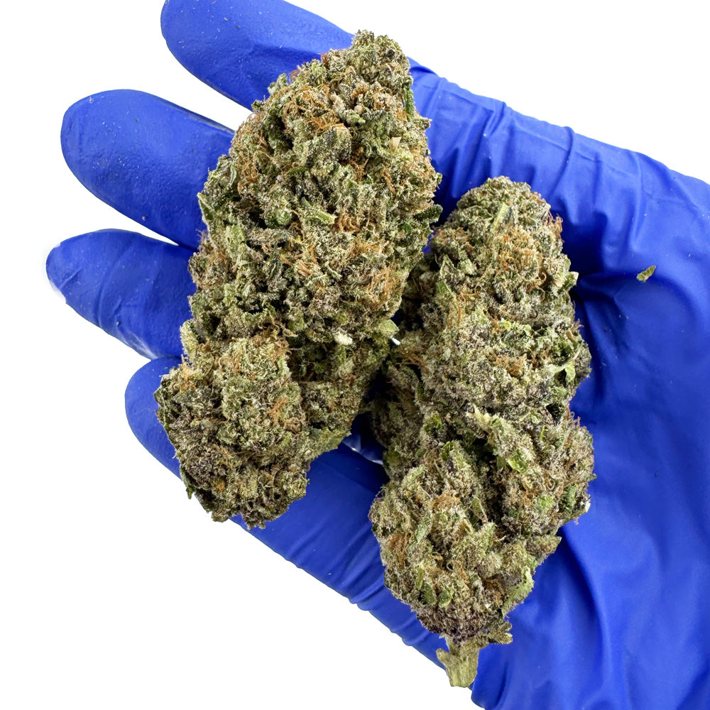 Jelly Cream – Indoor Elite USA — Foto 5