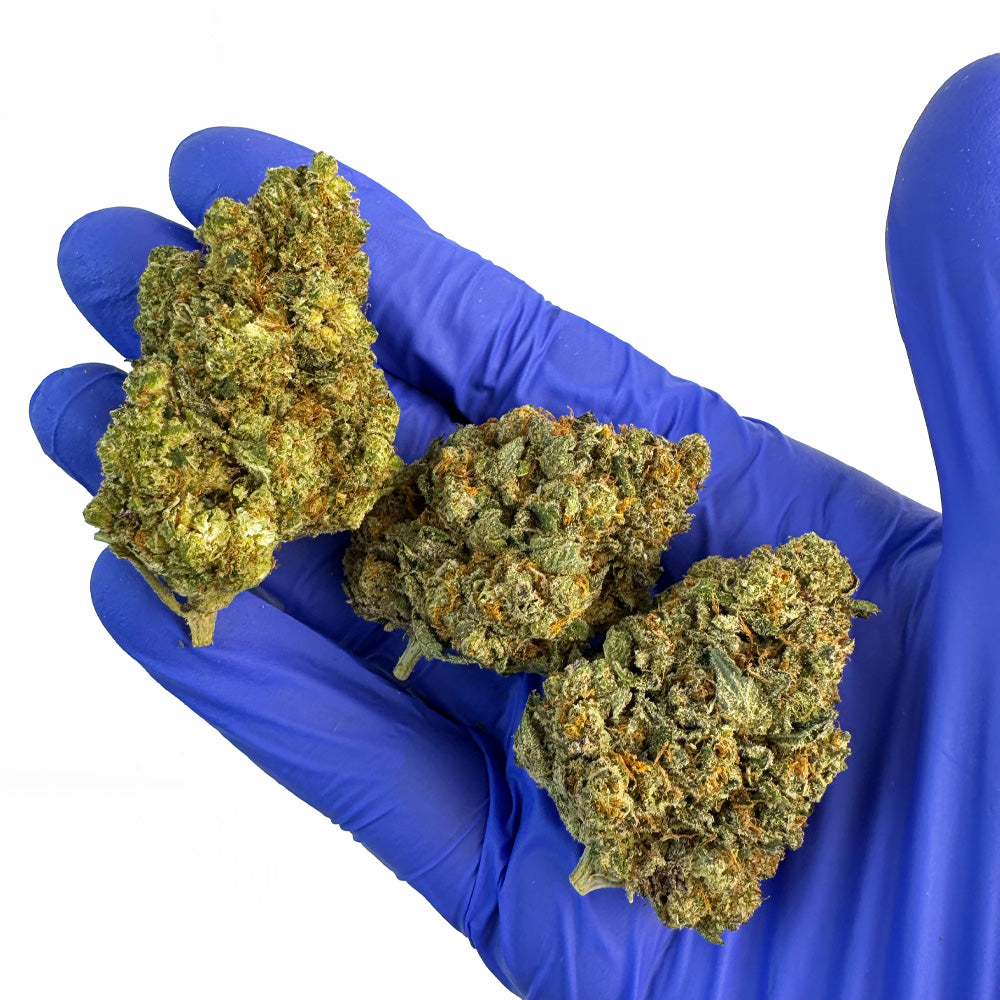 Kosher Kush – Indoor Elite USA — foto 5