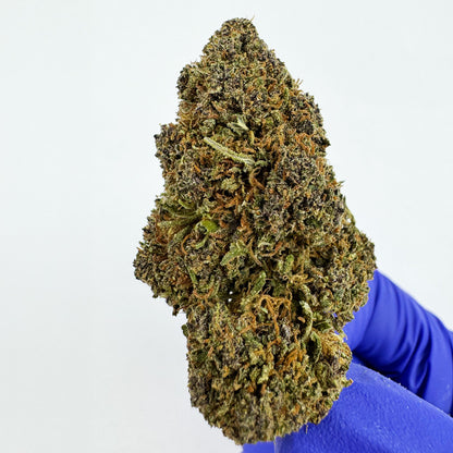 Legendary Platinium - USA Hybrid