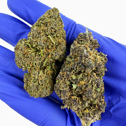 Legendary Platinium - USA Hybrid