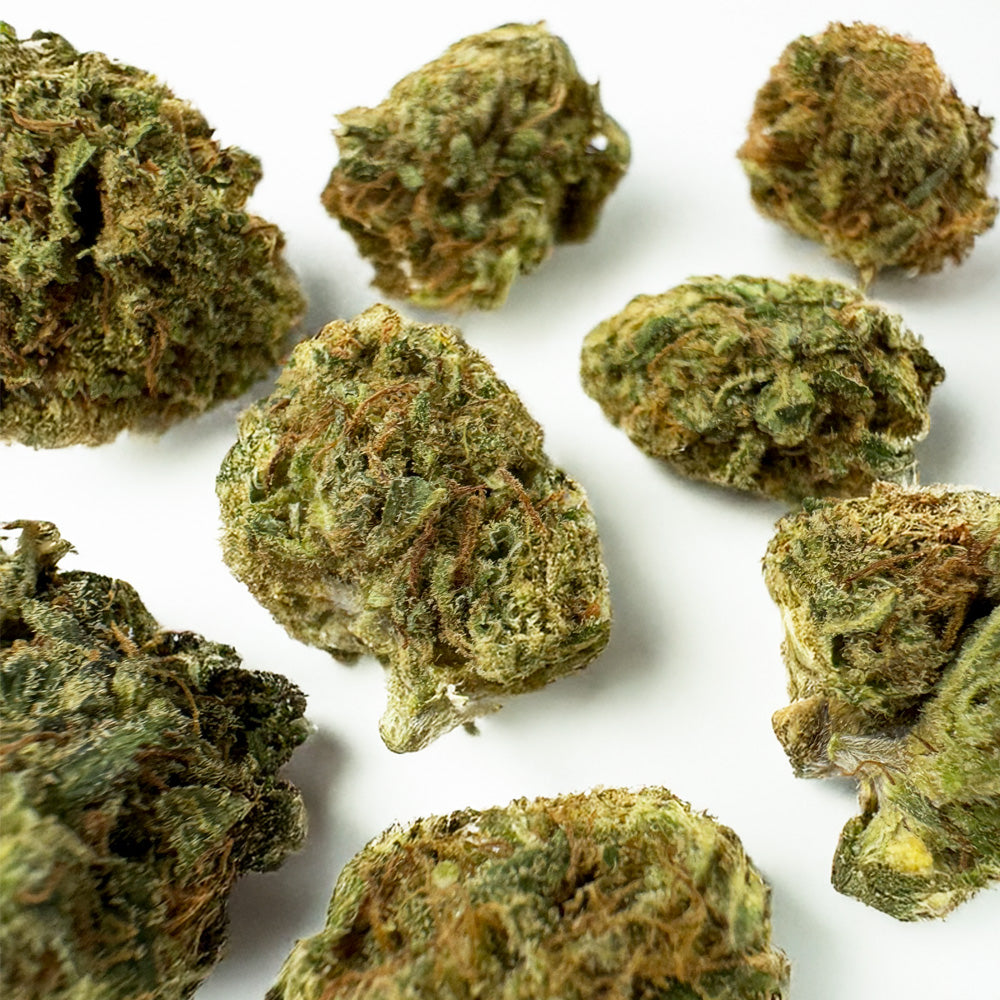 Small Buds Lemon Fritter - Hybride